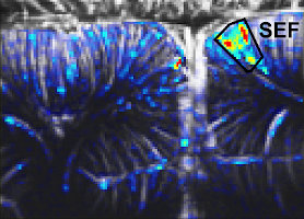 New publication in Nature Communications