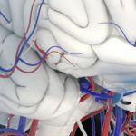 Transcranial super-localization imaging of the adult brain in the Best Of EMIM Talks 2020