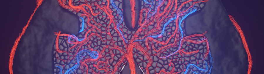 Ultrafast ultrasound imaging of the spinal cord in front page of Pain journal